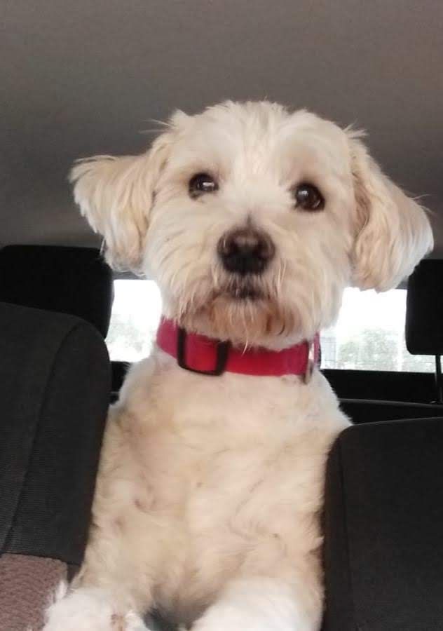 Perro blanco con collar rojo, mirando hacia adelante, en el coche.
