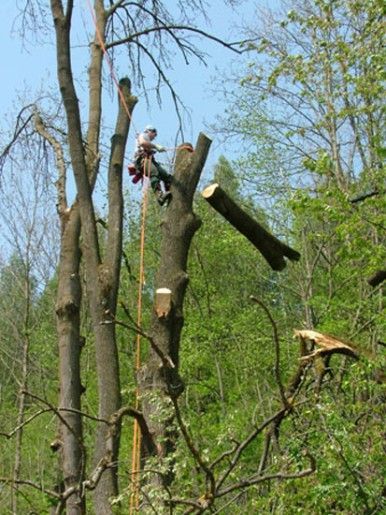 A.R.C.TEC Baumpflege Bayerlein