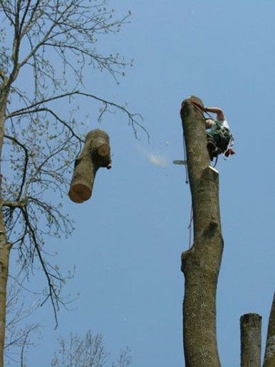 Mann auf Baumstamm mit Kettensäge