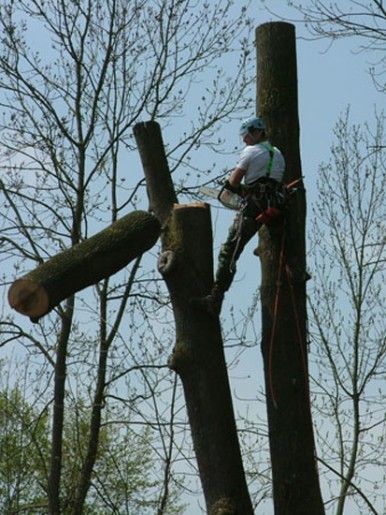 Mann auf Baumstamm mit Kettensäge