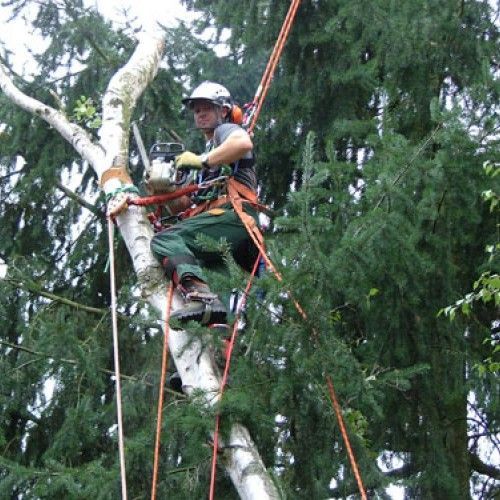 Mann auf Baumstamm mit Kettensäge