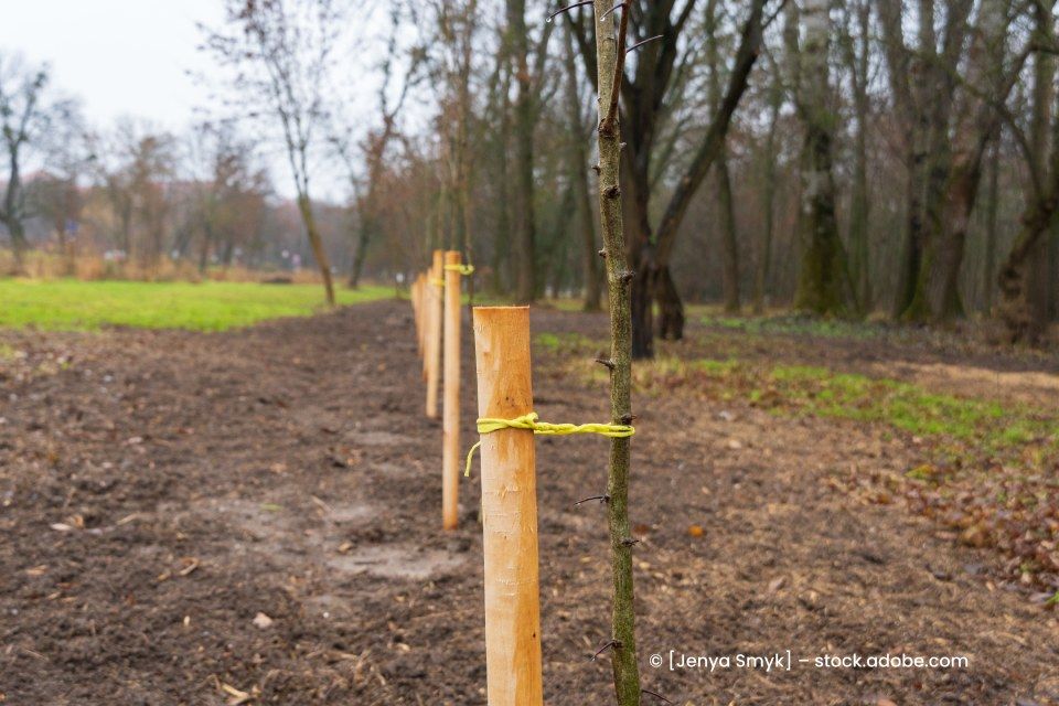 Reihe an neuen Setzlingen am Waldrand