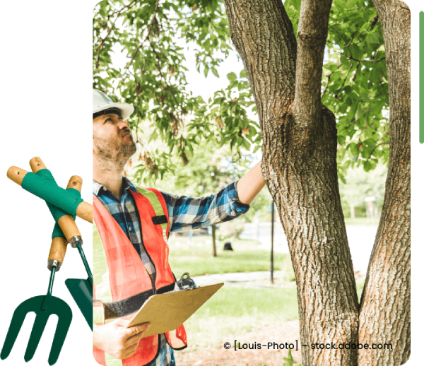 Mann mit Helm und Sicherheitsweste schaut sich einen Baum an