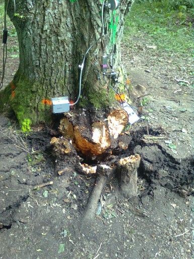 Baumkontrolle mit Gerät