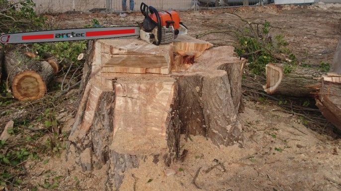 Baumstumpf mit Kettensäge