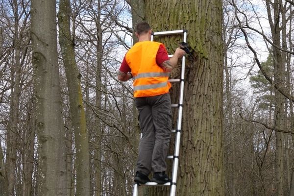 Mann mit Sicherheitsweste auf einer Leiter an einem Baum