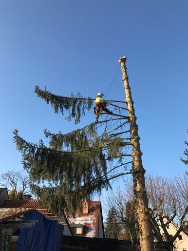 Mann auf Ast mit Kettensäge