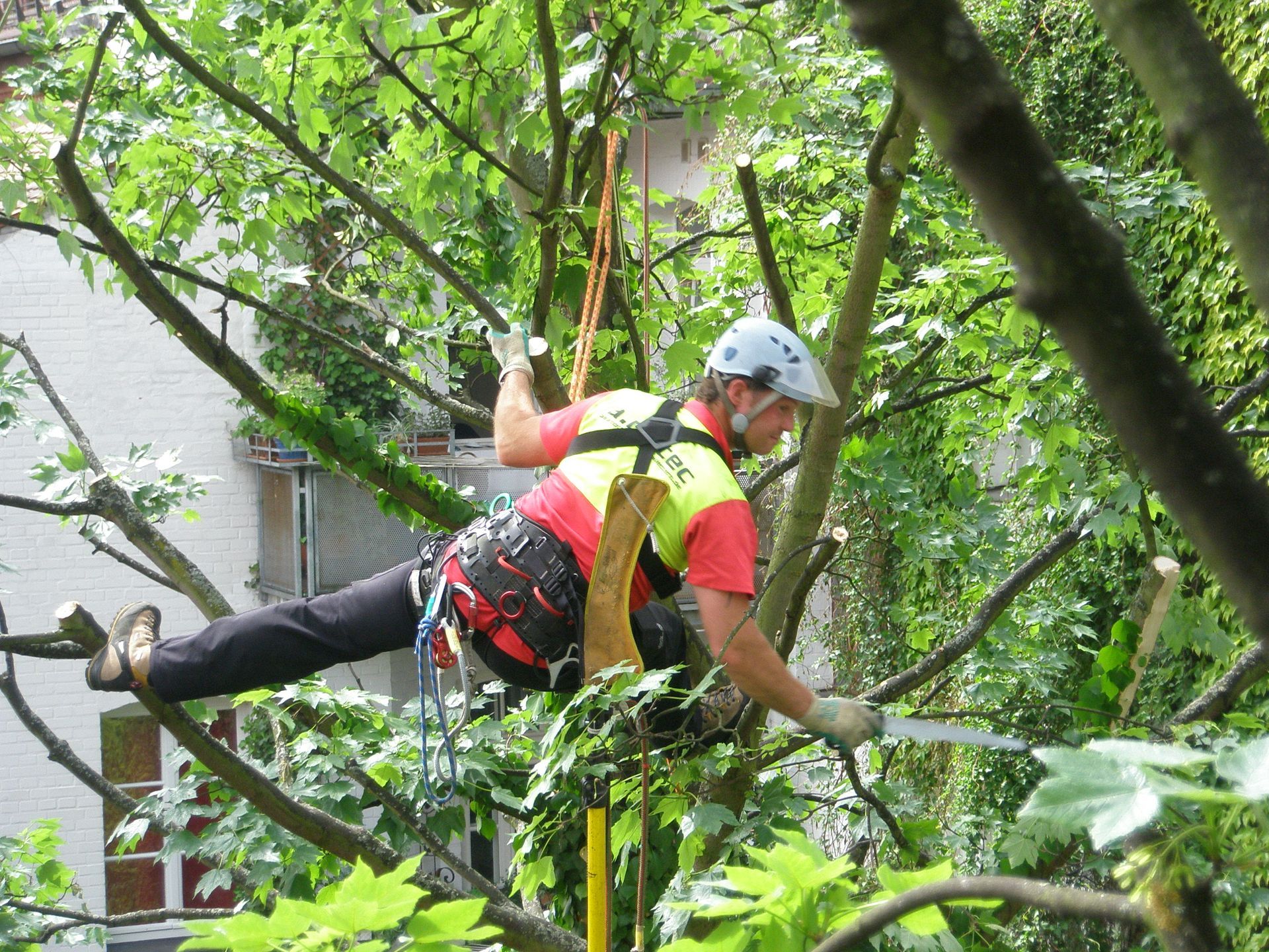 Baum mit einer Messlatte