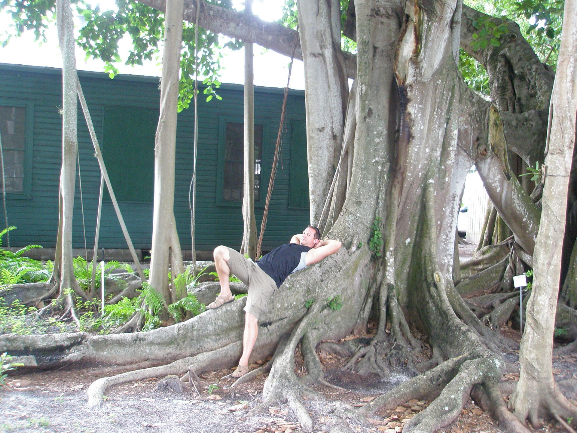 Man liegt relaxed auf Wurzeln eines großen Baumes