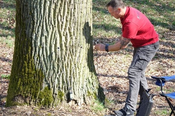 Mann bei der vermessung eines Baumes