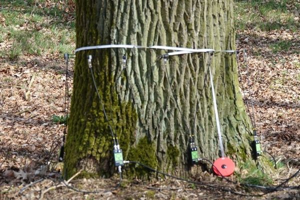 Mann bei der vermessung eines Baumes