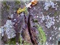 A.R.C.TEC Baumpflege Bayerlein