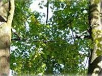 A.R.C.TEC Baumpflege Bayerlein