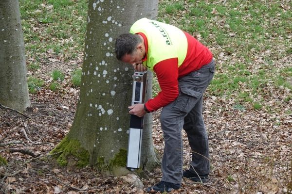 Mann mit roter Jacke beim Gutachten eines Baumes