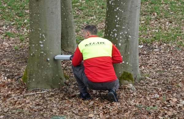 Mann mit roter Jacke beim Gutachten eines Baumes