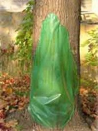 Baumstamm mit Plastikschutz