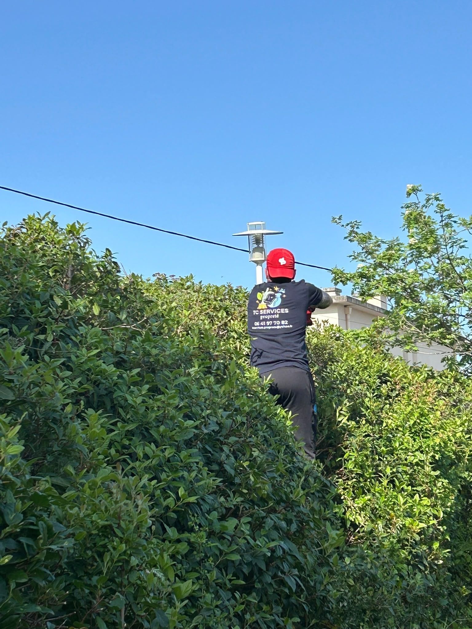 Un ouvrier avec un casque rouge taille une haie haute avec une scie sur perche sous un ciel bleu sans nuages