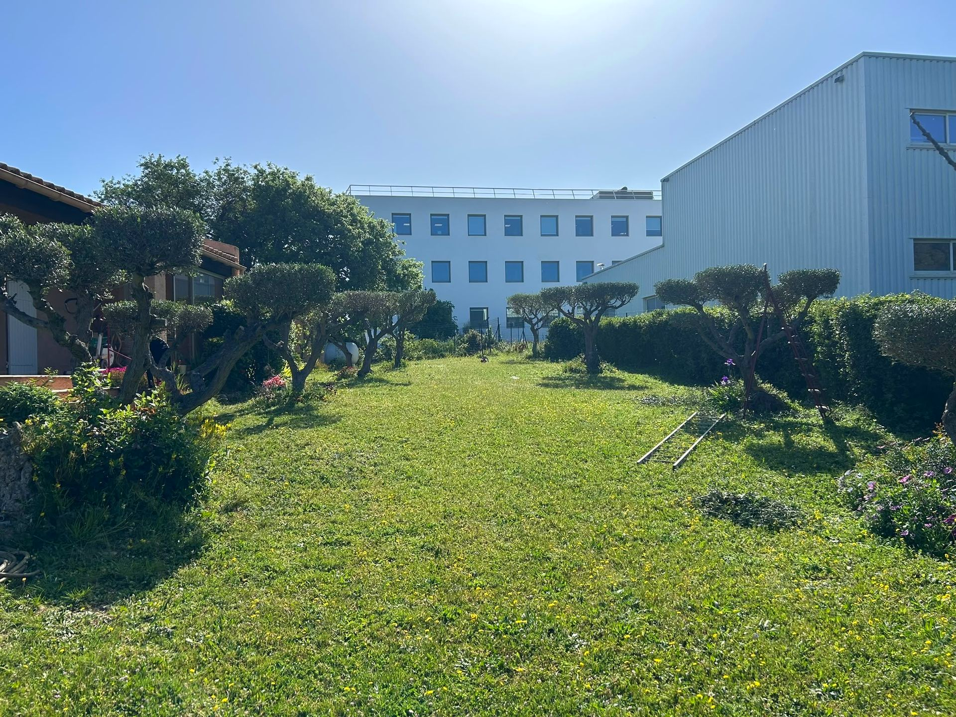 Cour intérieure ensoleillée d’un campus, avec une pelouse verte, des haies et des bâtiments blancs sous un ciel bleu dégagé