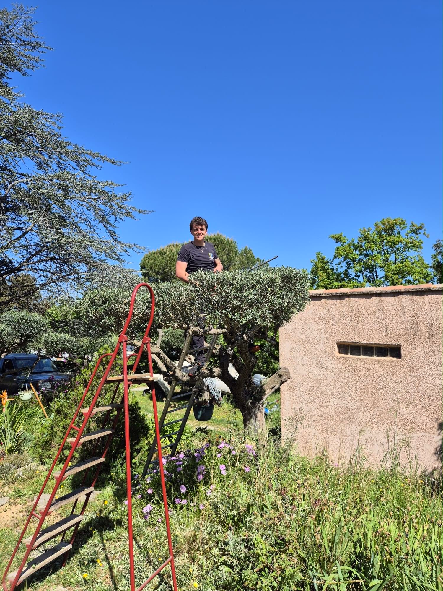 Personne debout sur une plateforme de taille-haie dans un jardin ensoleillé, près d’un mur beige sous un ciel bleu