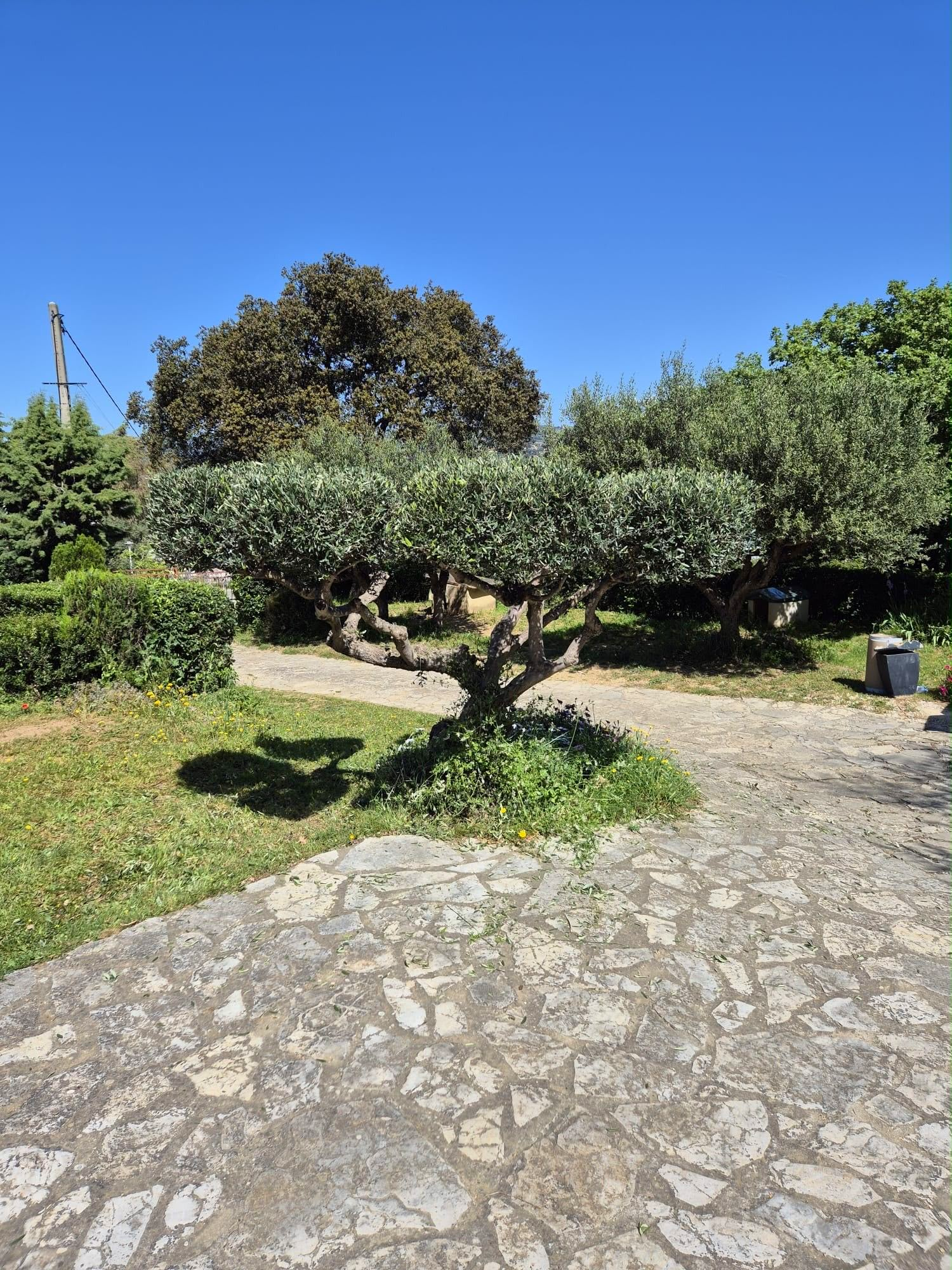 Jardin ensoleillé avec un chemin de pierre, un arbre taillé, des arbustes verdoyants et un ciel bleu dégagé