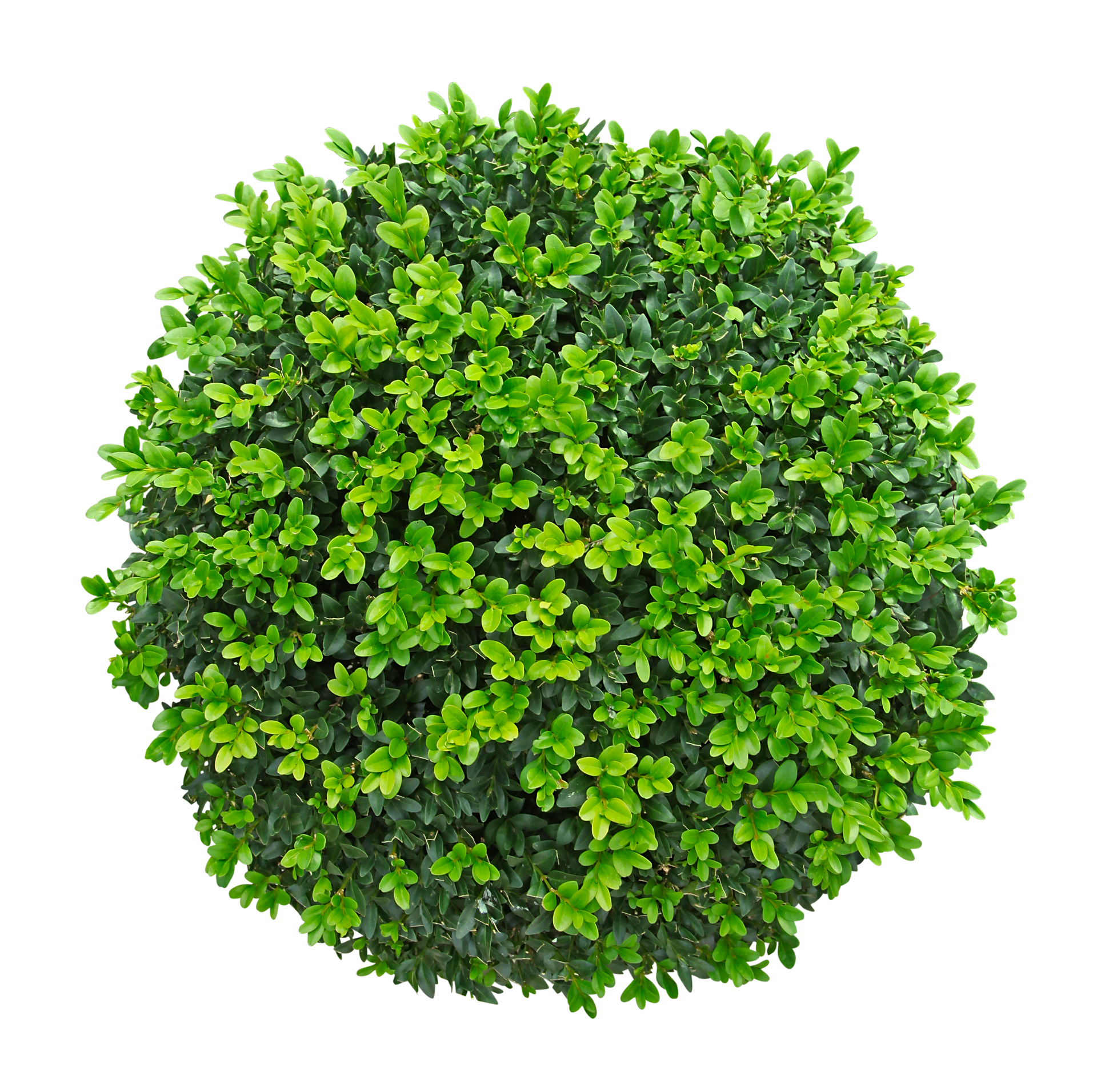 Arbuste vert rond vu de dessus sur fond blanc