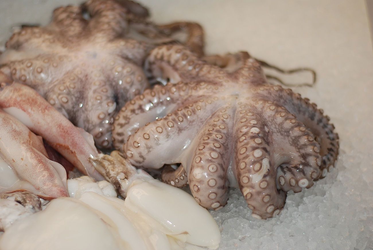 Polpo | Frischfische, Meeresfrüchte, Räucherfisch | Inter-Fisch AG | Dozwil