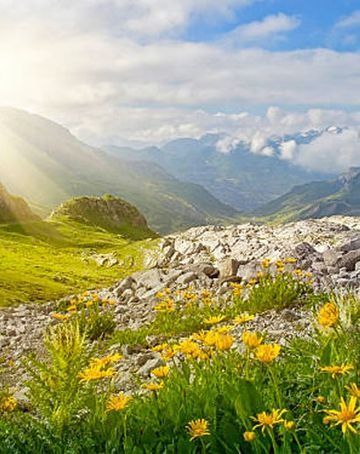 Un campo de flores amarillas en las montañas con el sol brillando a través de las nubes.