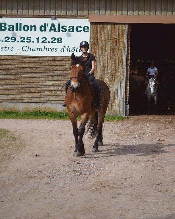 Stage d'équitation poney