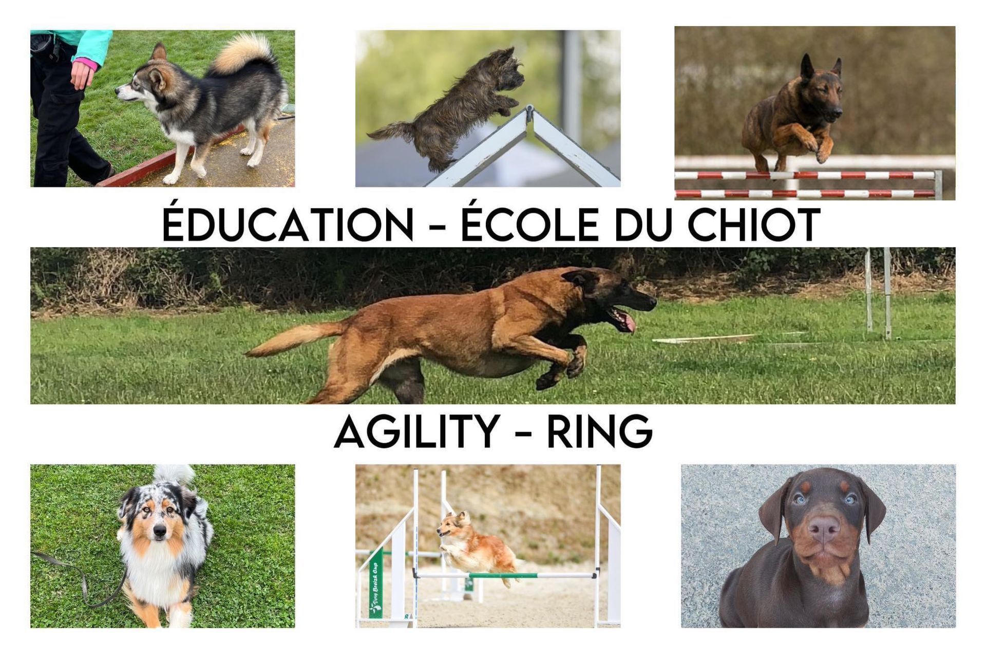 Chiens dans diverses activités d'entraînement : agilité, saut et obéissance.