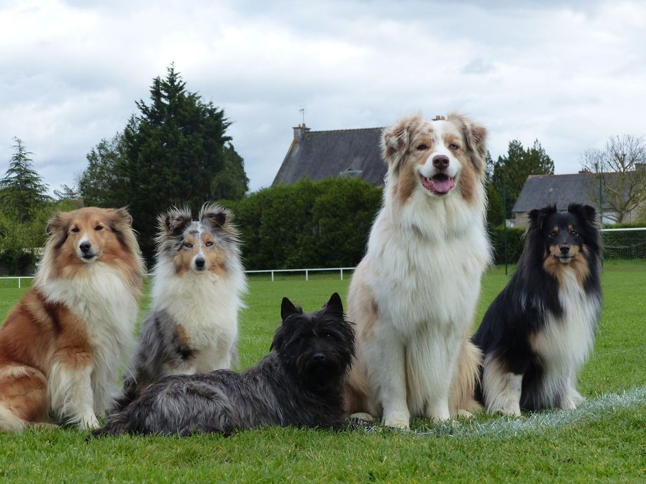 Cinq chiens de différentes races, assis sur une pelouse verte, regardent la caméra. Ciel nuageux en arrière-plan.