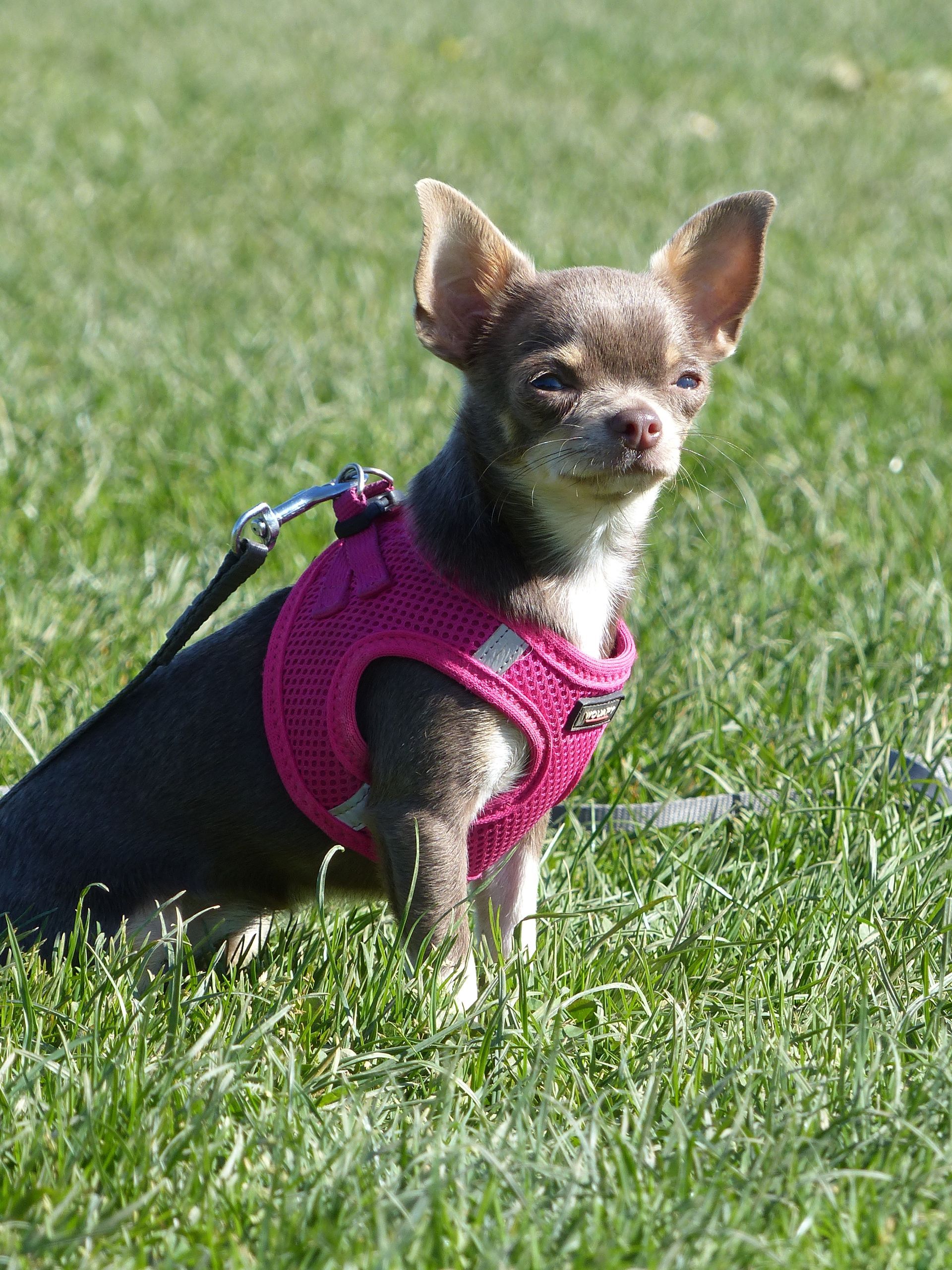 Un chihuahua en cours chiot