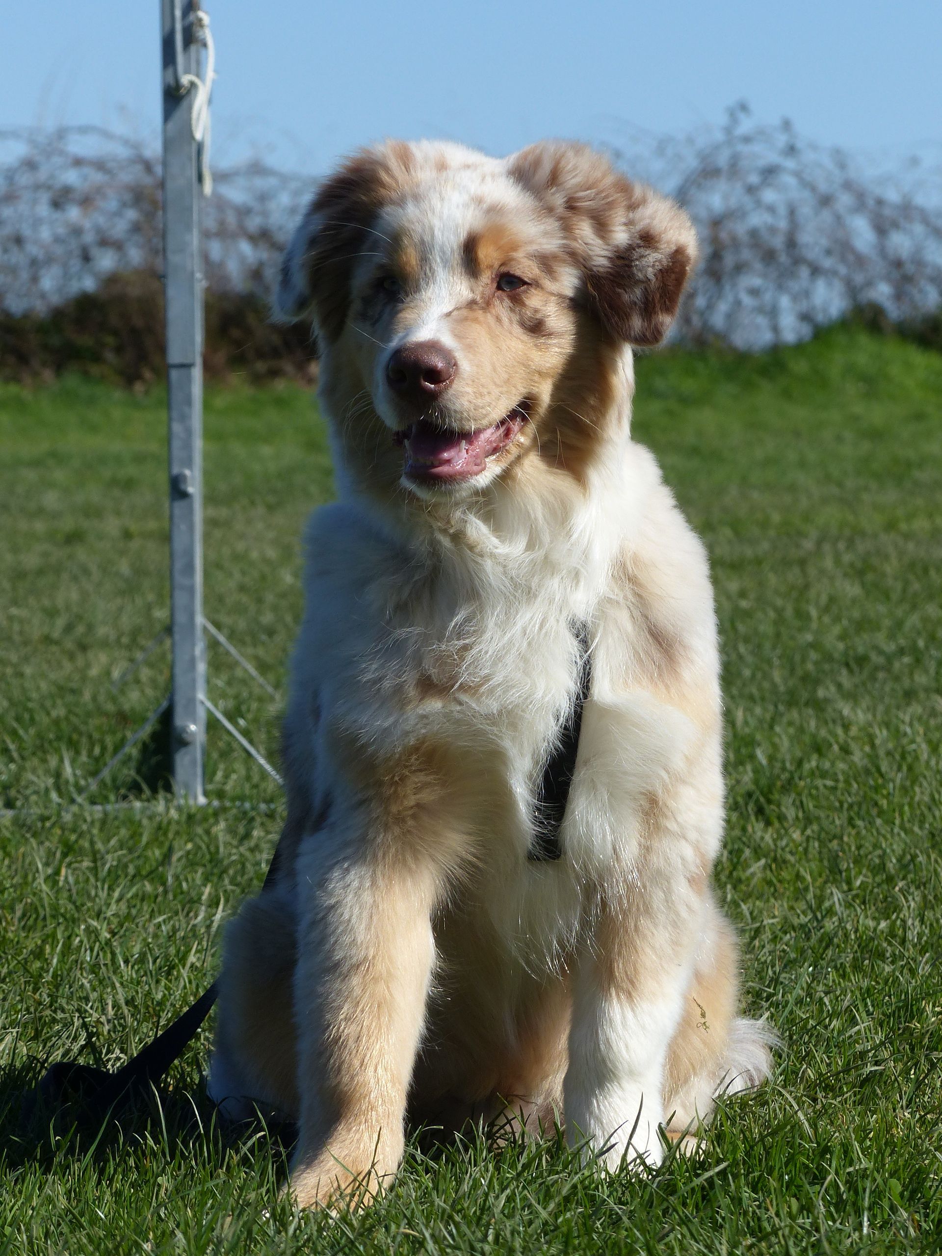Un Berger Australien en cours chiots