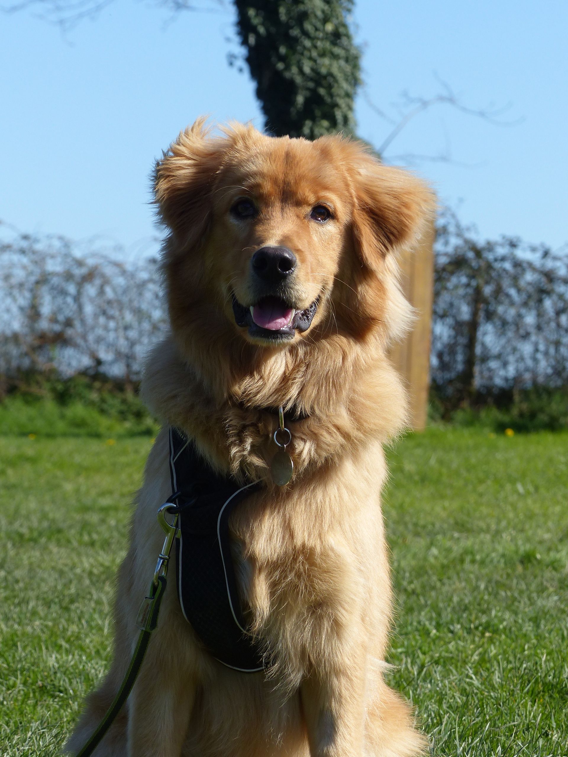 Un croisé Golden en cours chiot