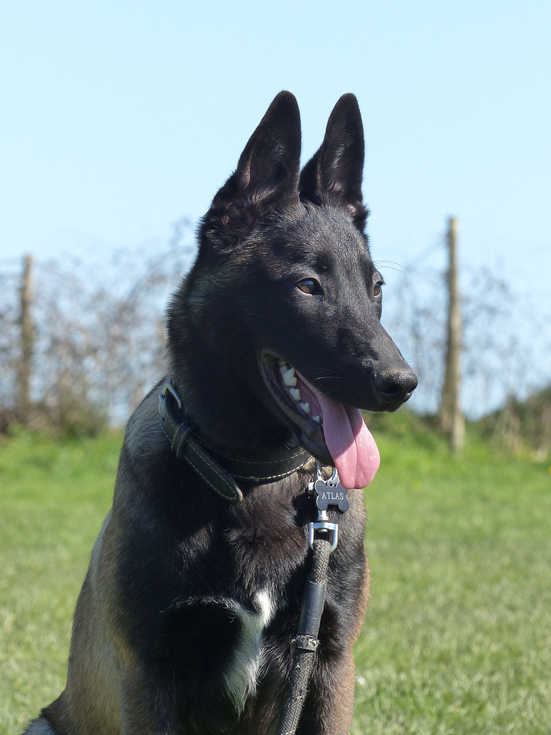 Un Berger Belge Malinois en cours adultes