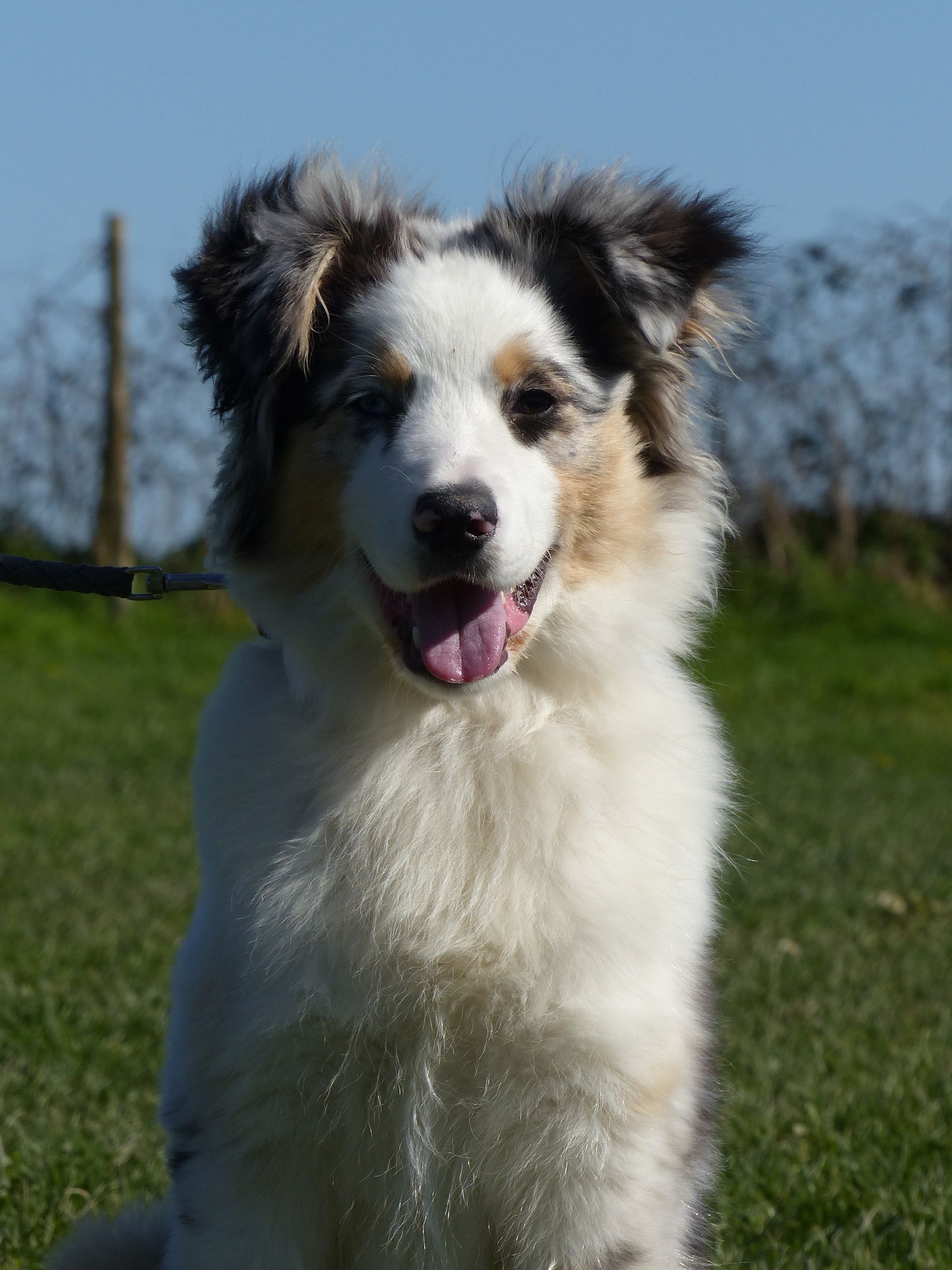 Une Berger Américain en cours adultes