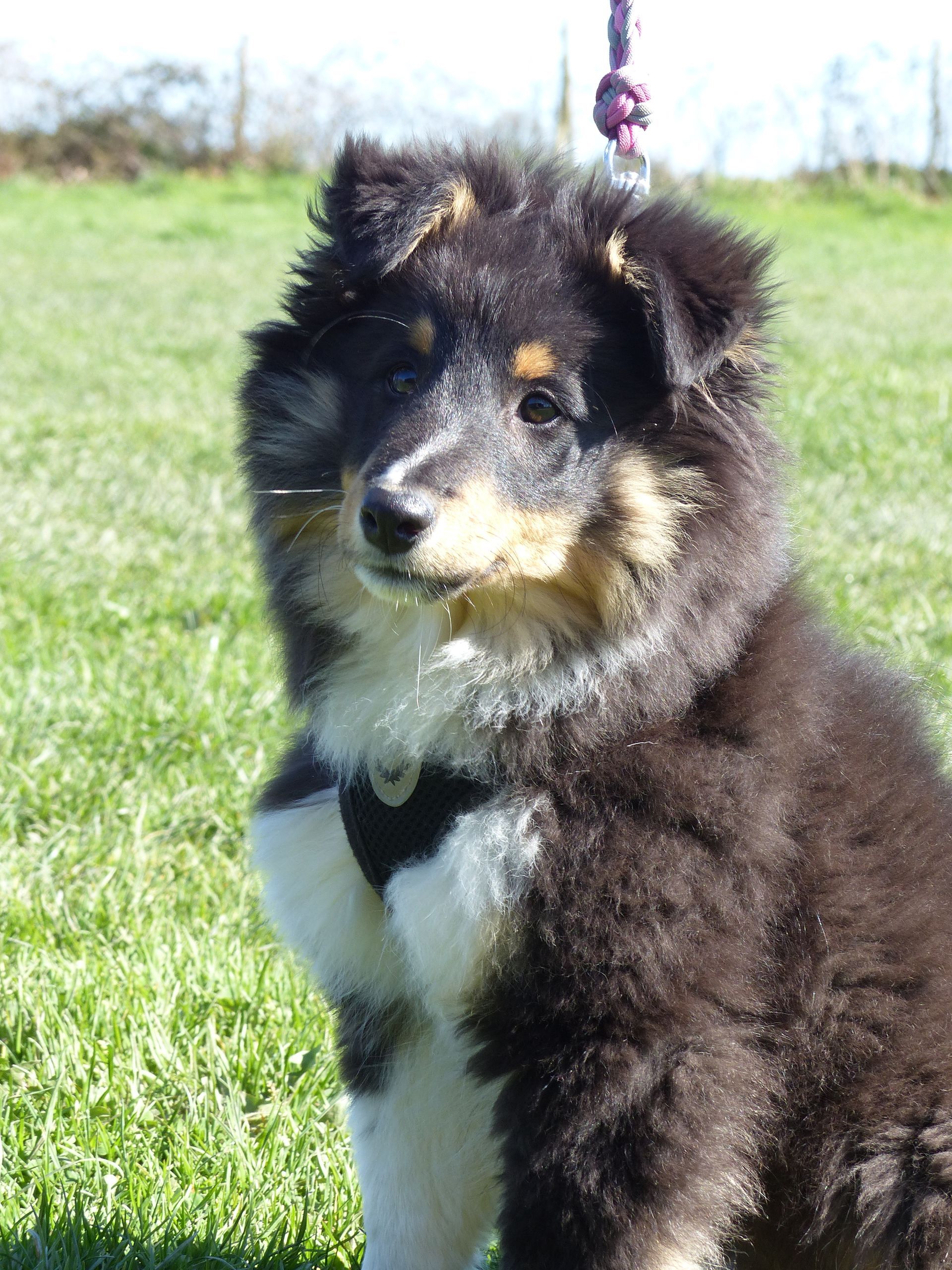 Un Berger des Shetland en cours adultes