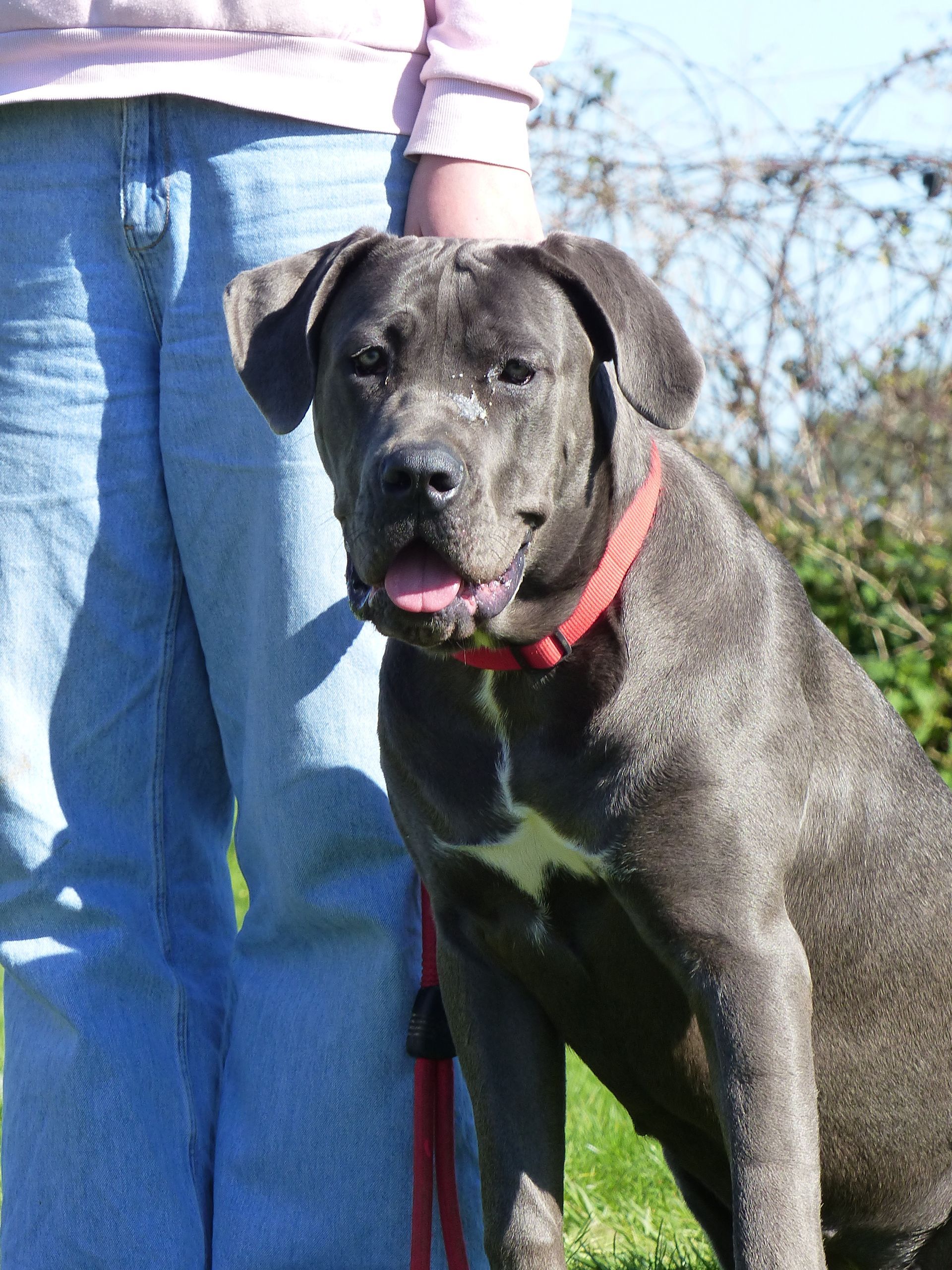 Un Cane Corso en cours adultes
