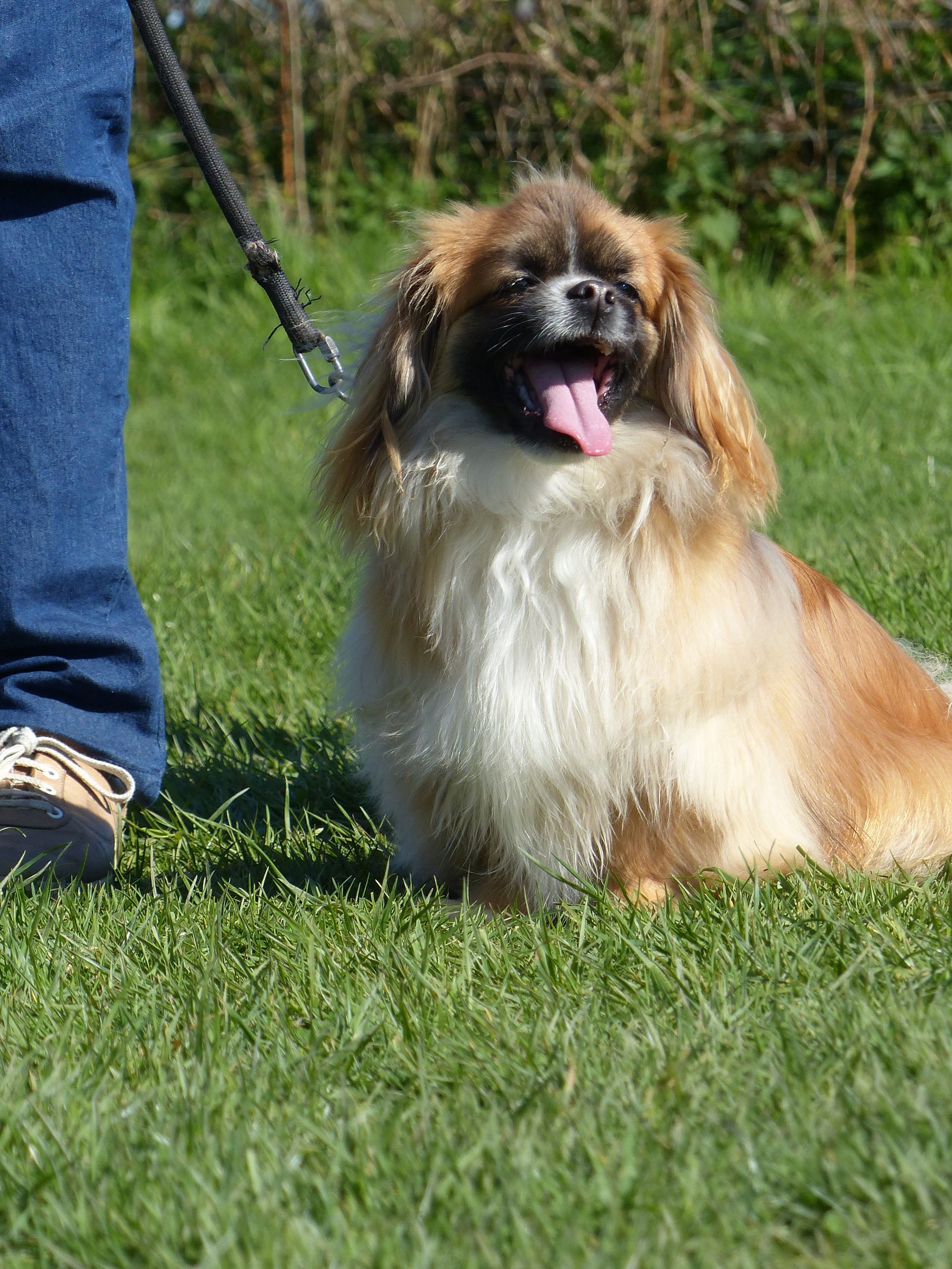Un épagneul tibétain en cours adultes