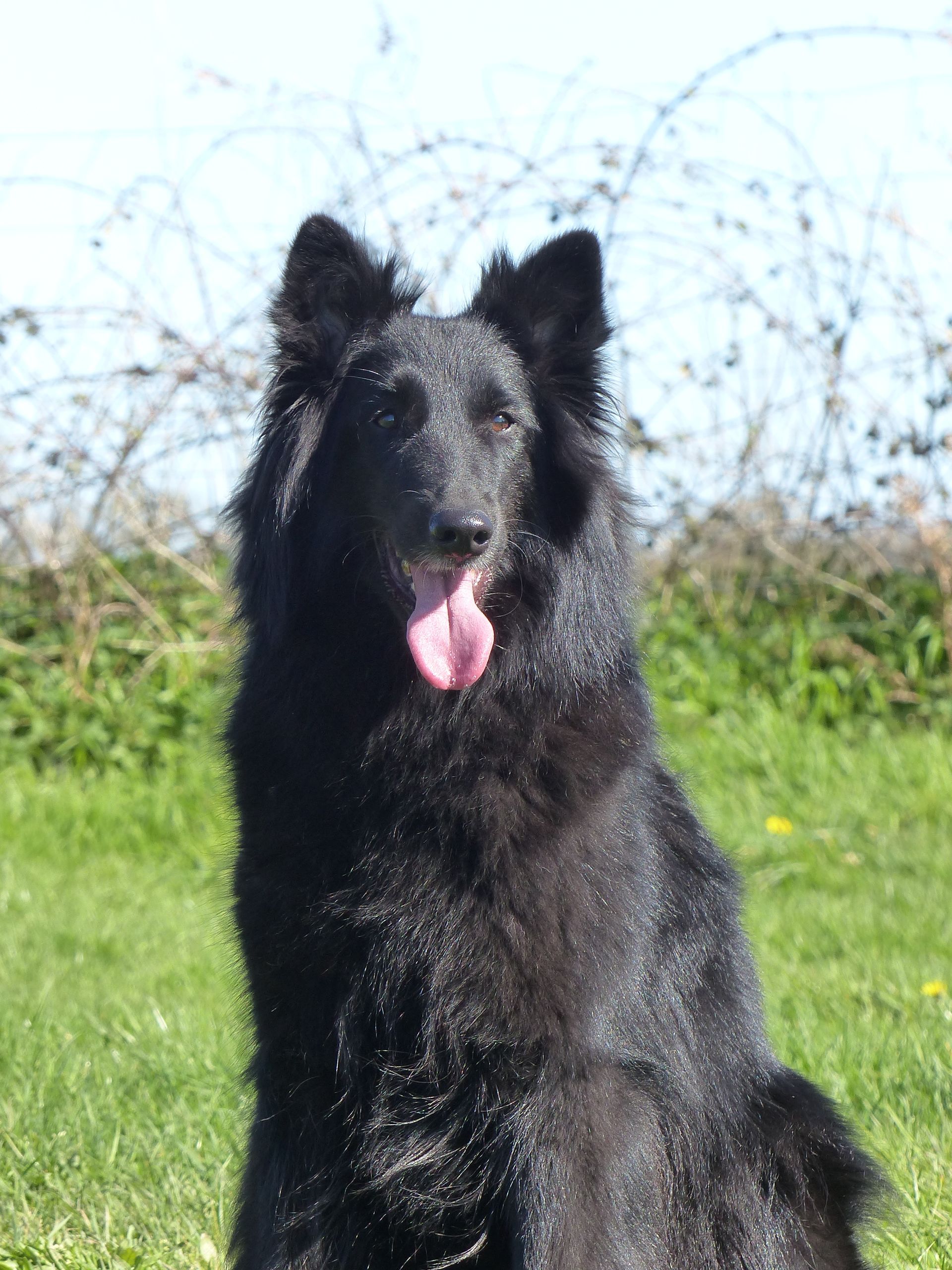 un groenendael en cours adultes