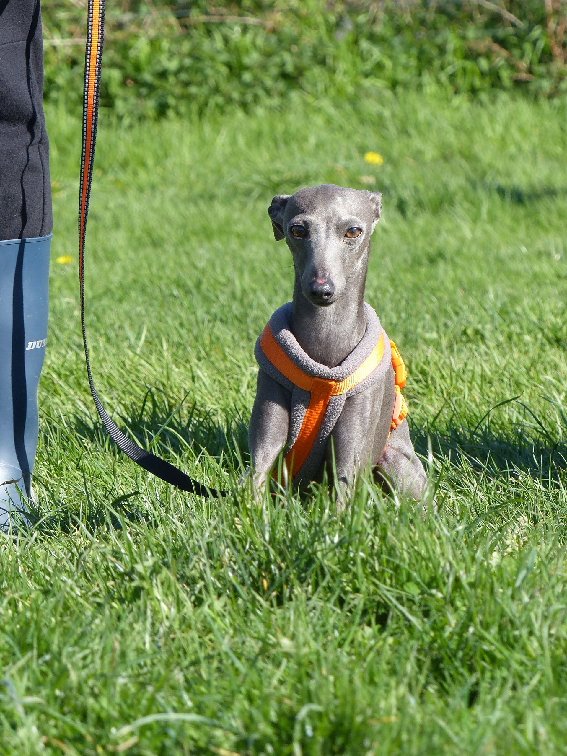 Un petit lévrier italien en cours adultes