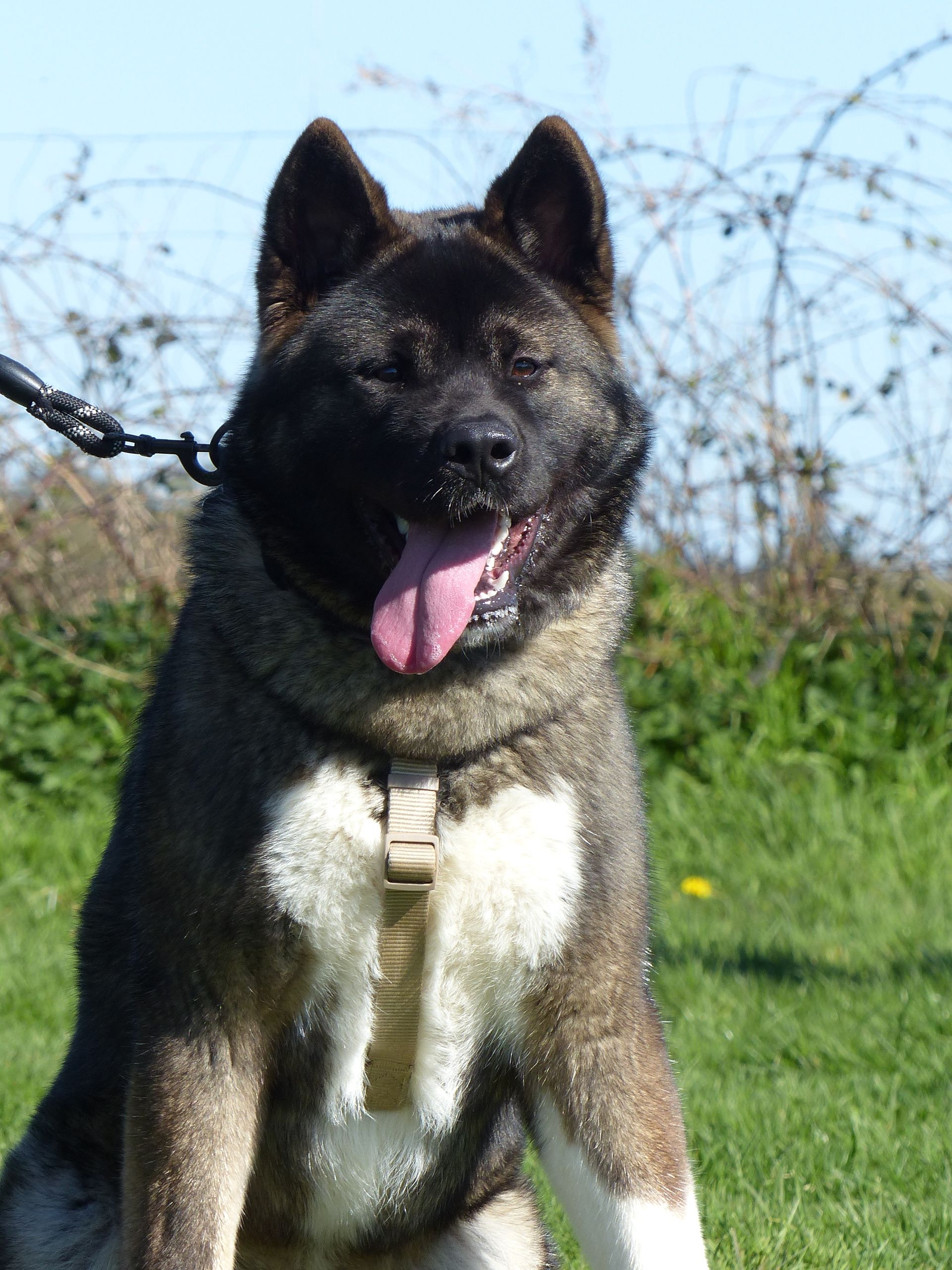 Un Akita en cours adultes