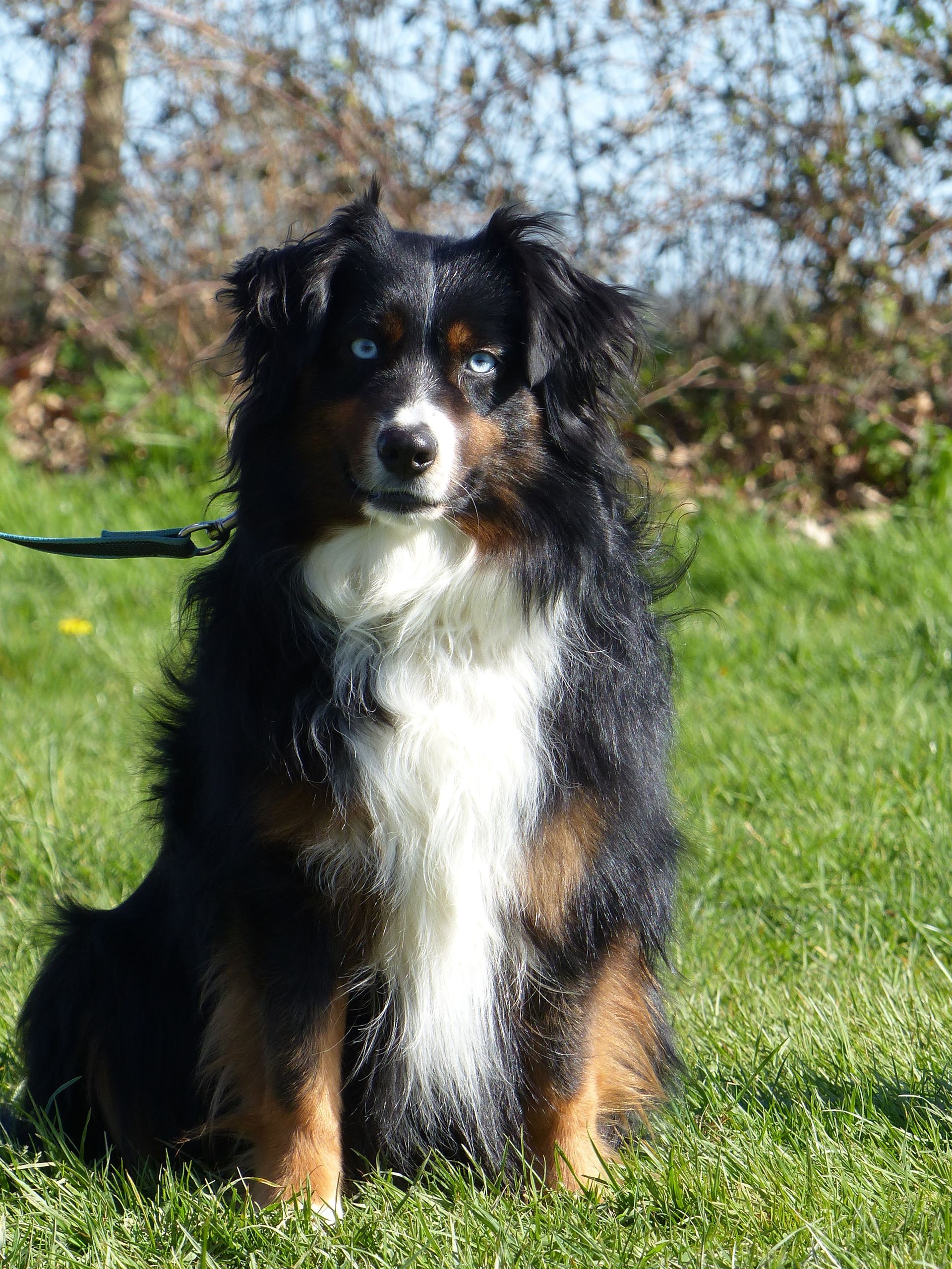 Un berger américain en cours adultes