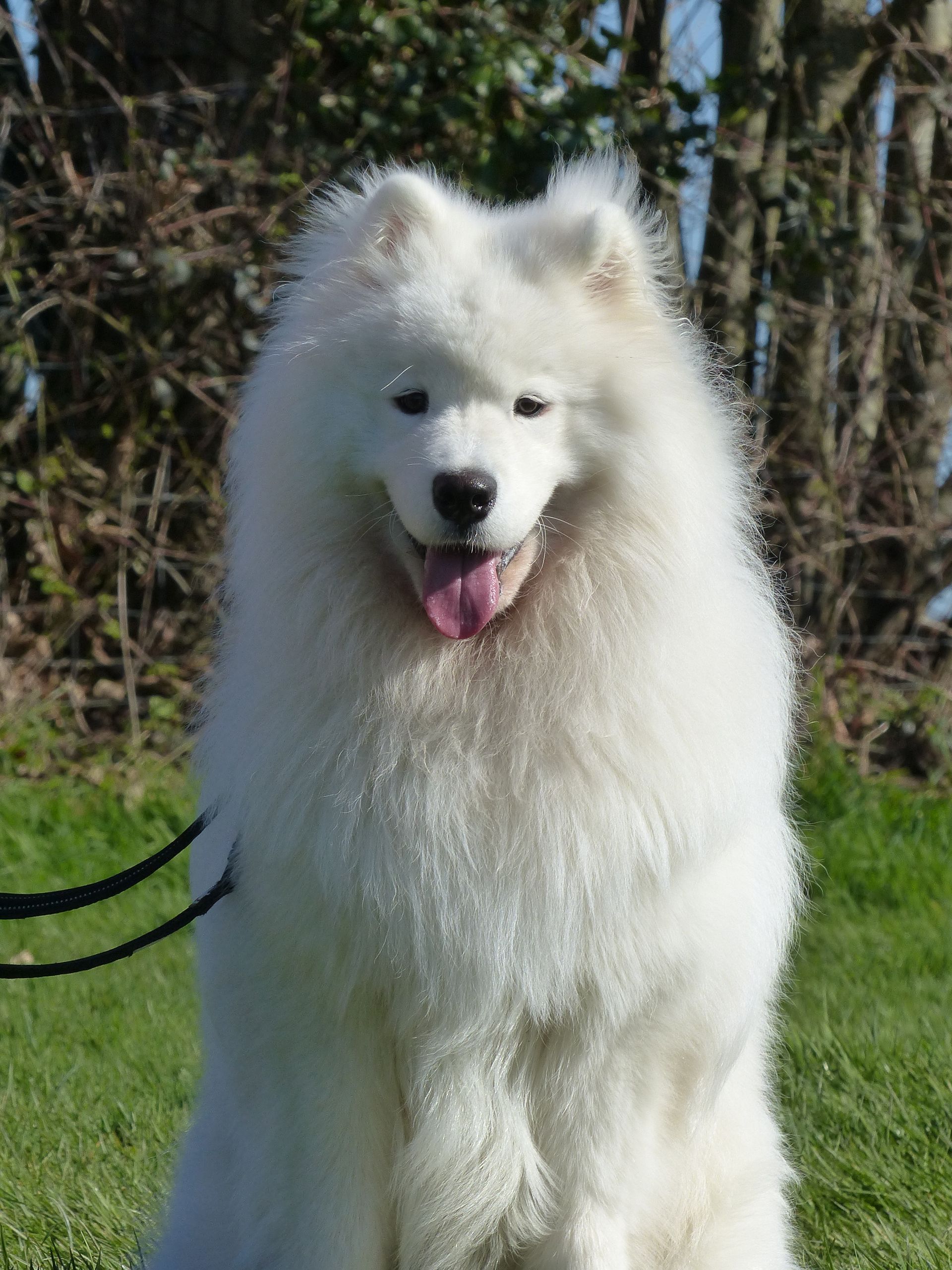 Un Samoyède en cours adultes