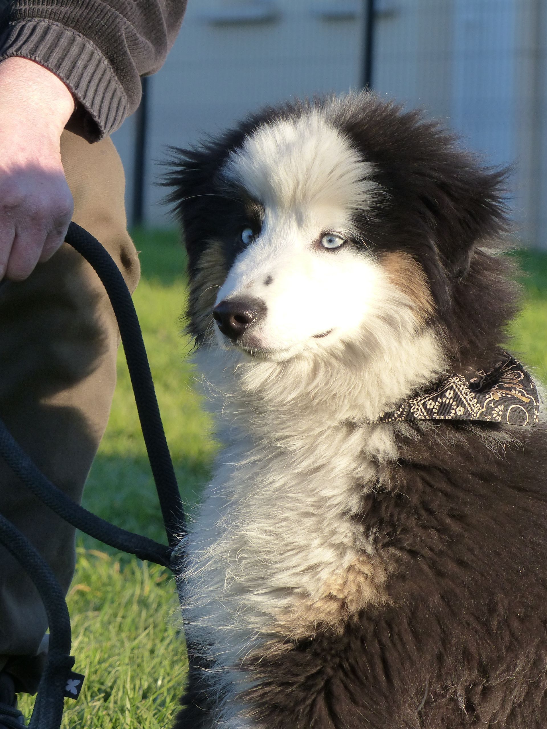 Un Berger américain en cours chiot