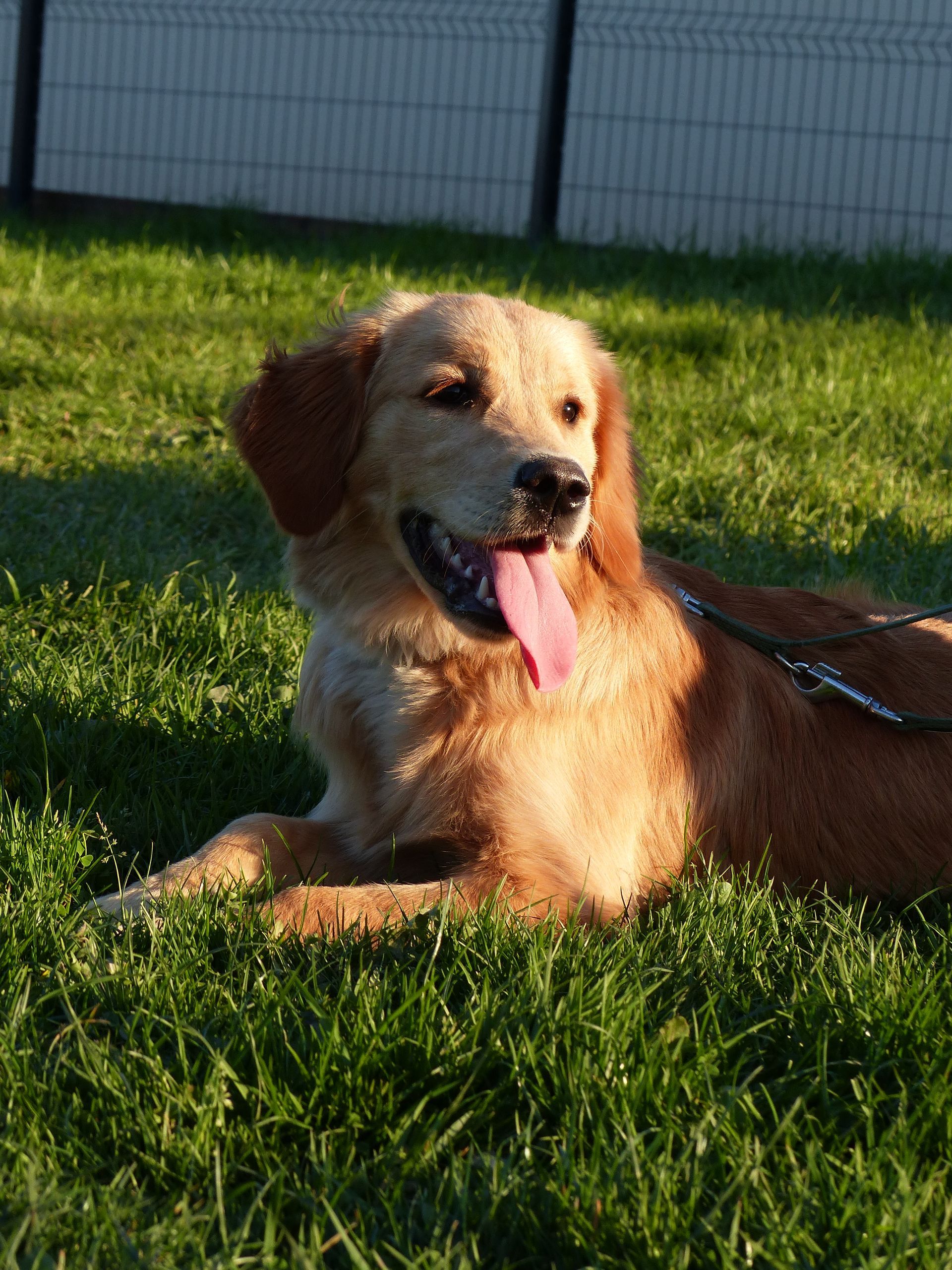 Un golden en cours chiots