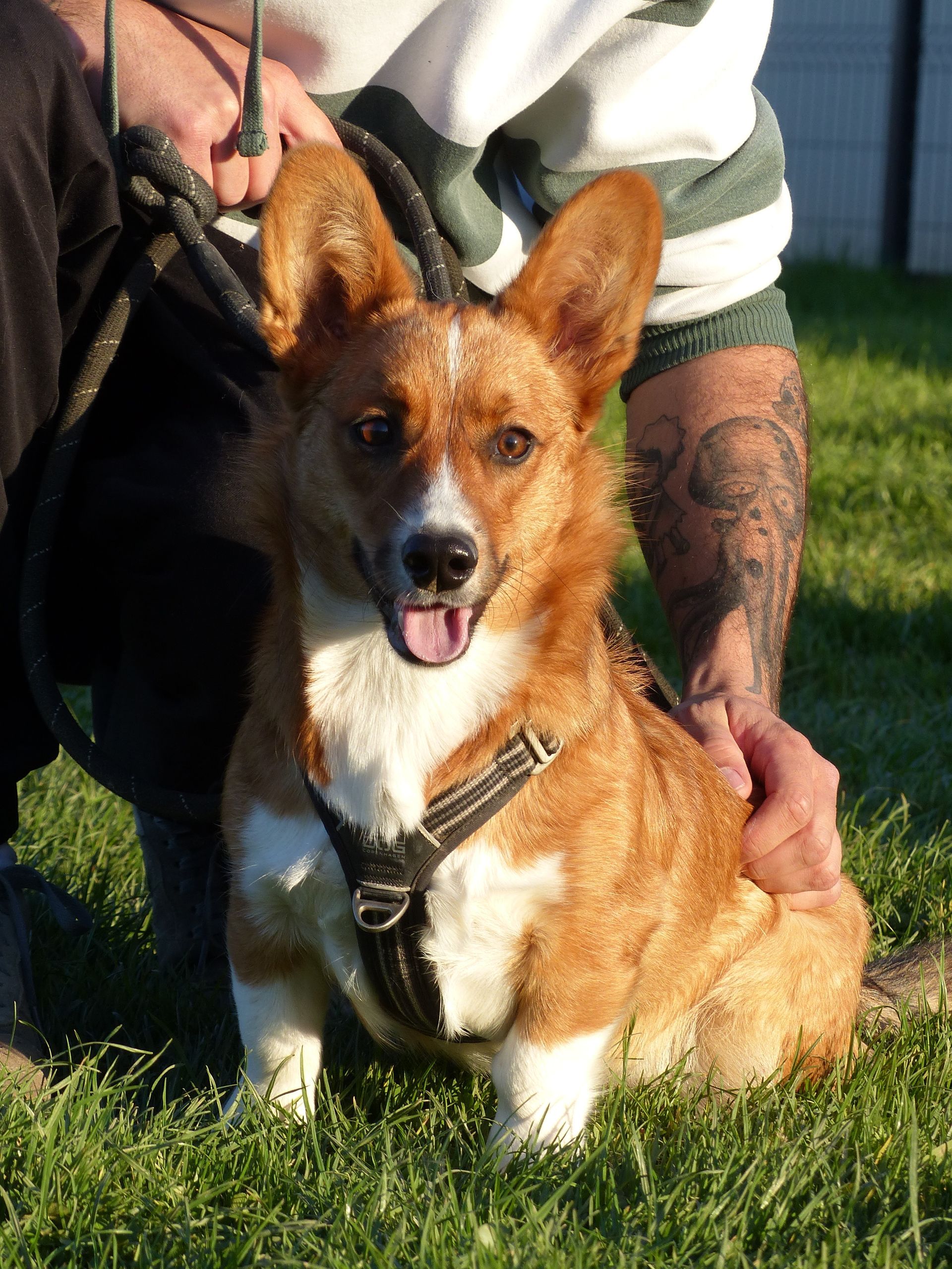 Un corgi un cours chiot