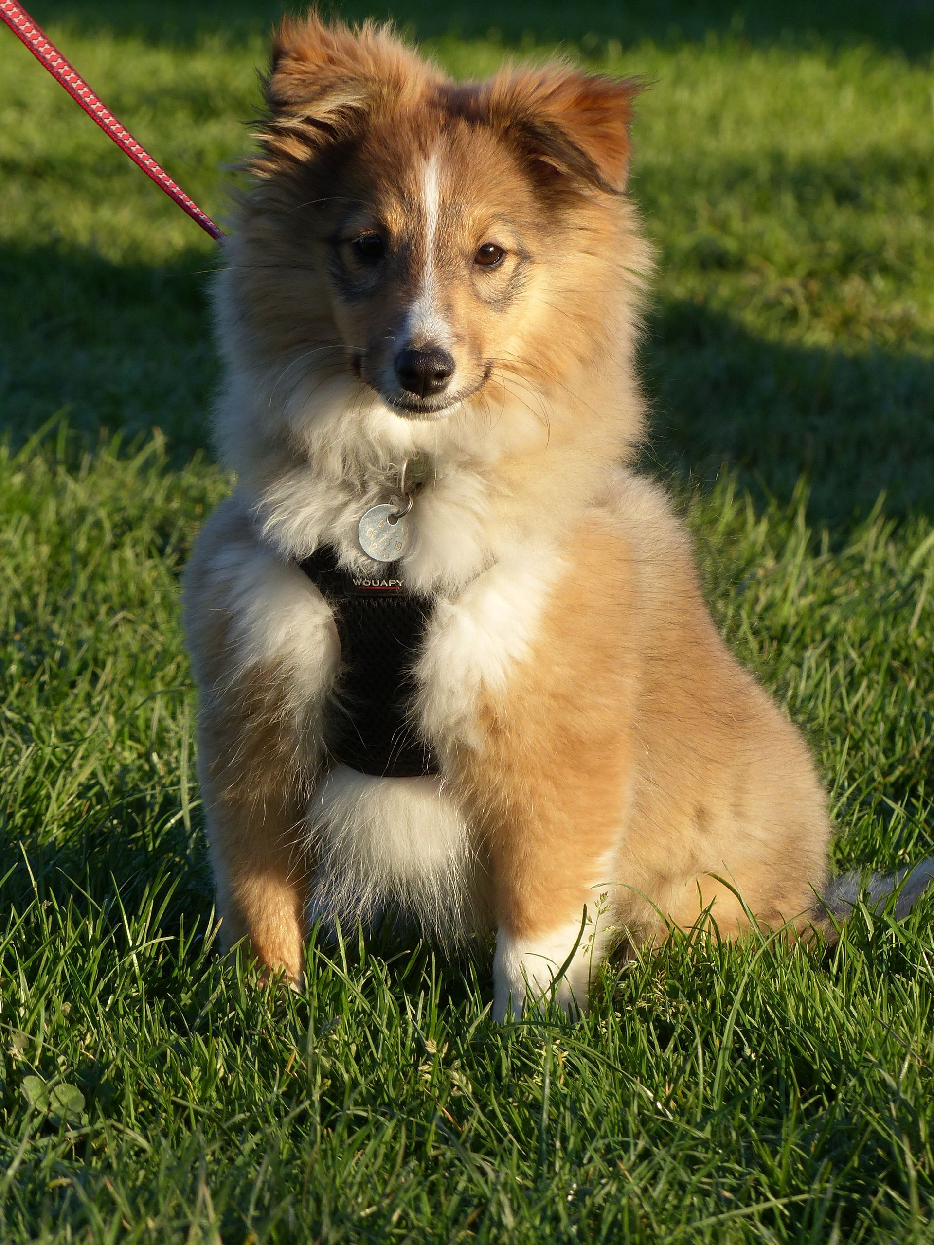 Un Berger des Shetland en cours chiot