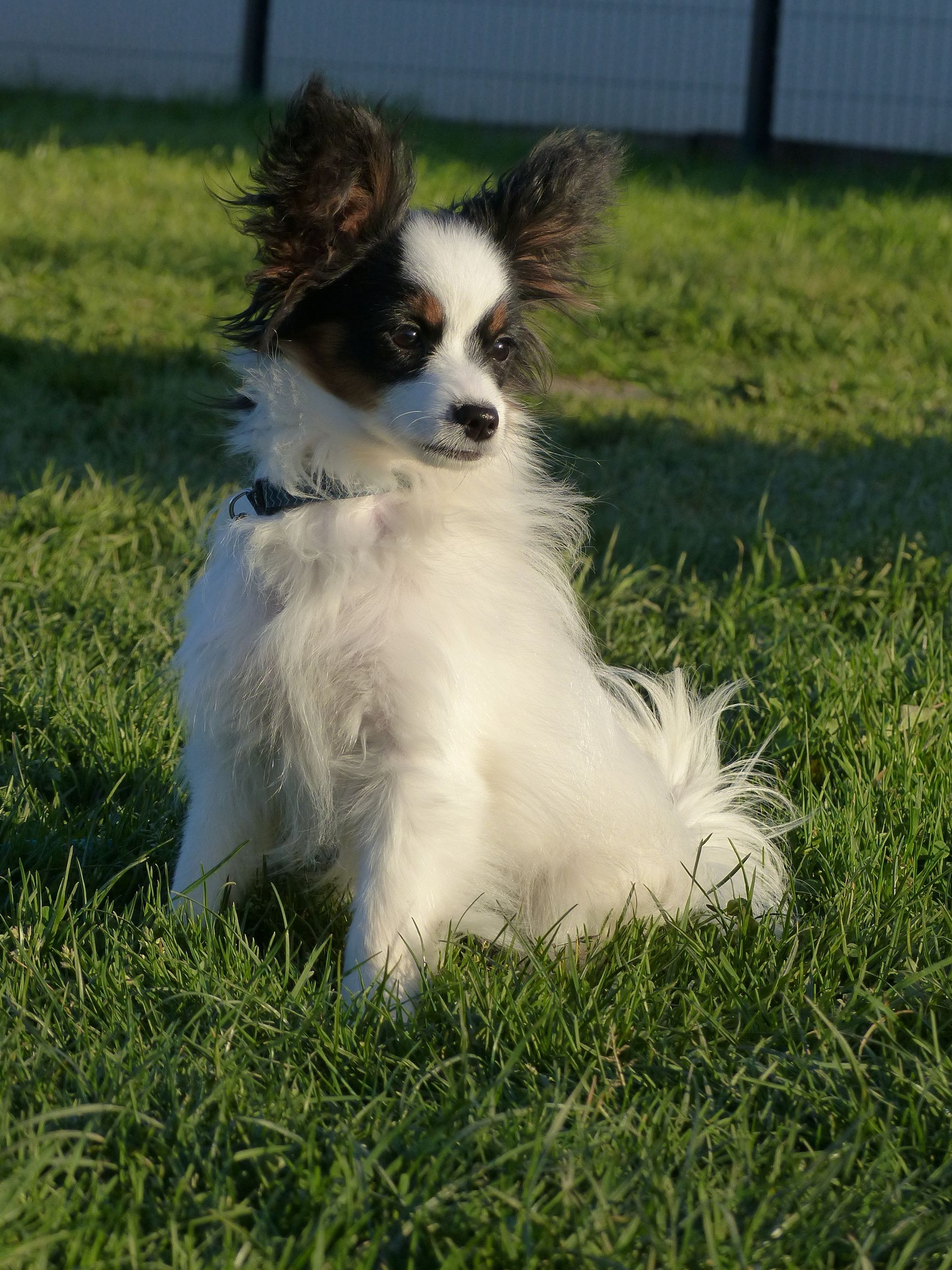 Un épagneul papillon en cours chiot