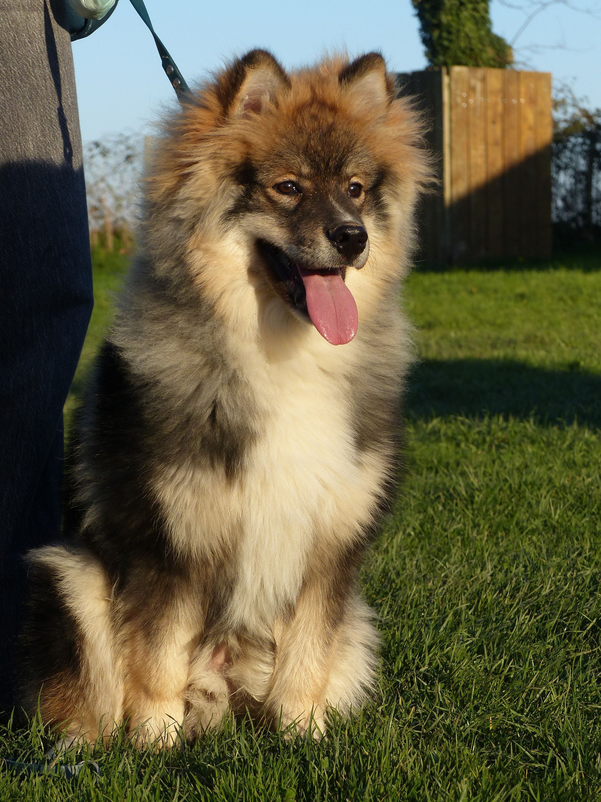 Un Finnois de Laponie en cours chiots