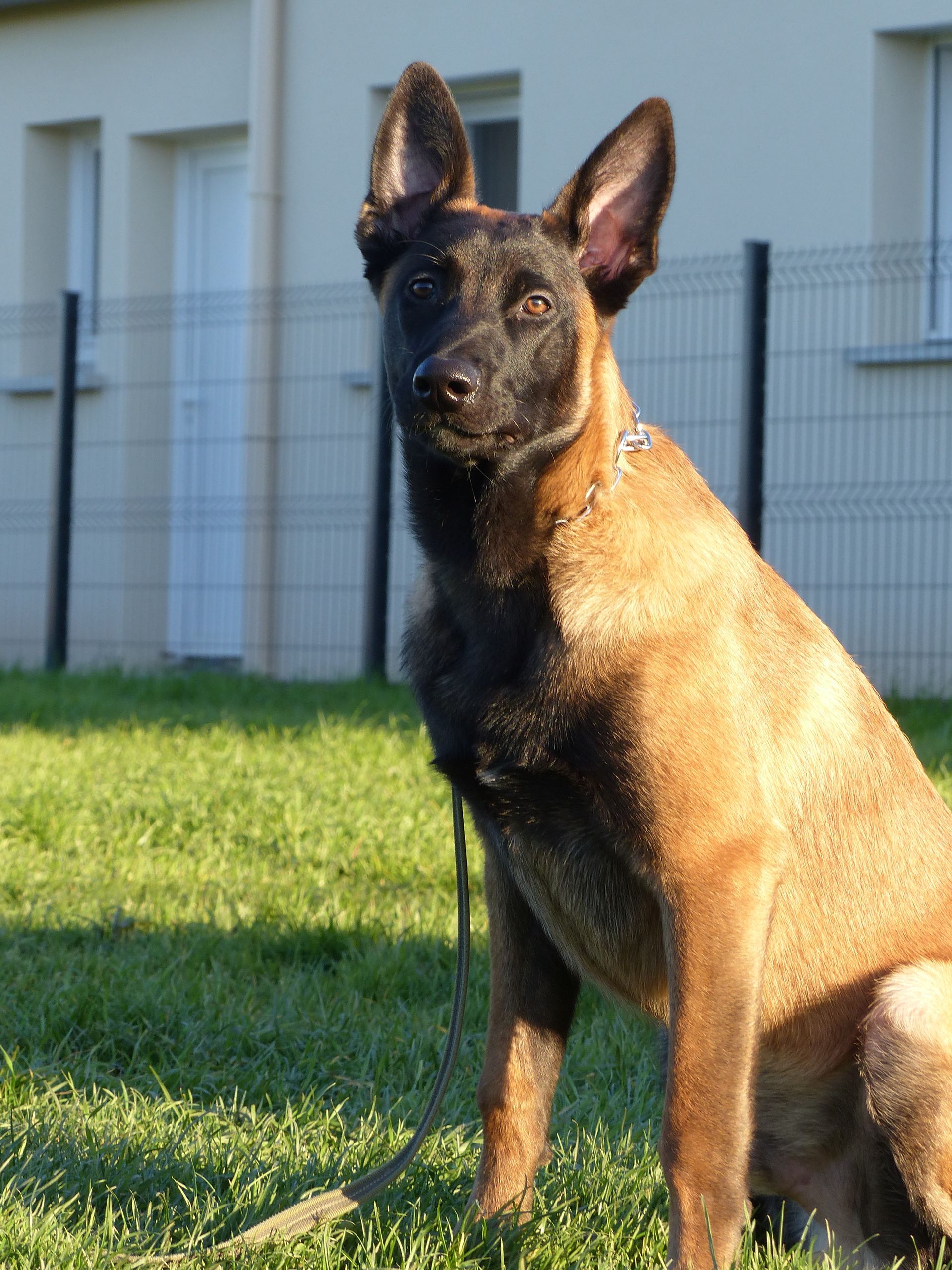 Un Malinois en cours adultes